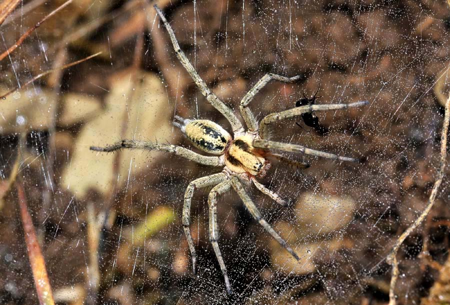 Agelenidae: Agelena labyrinthica -  Paradisia (Grecia)